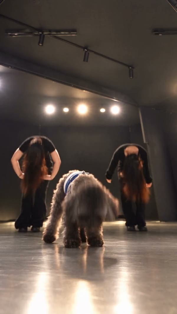 Single Ladies Dog AI with the original sound